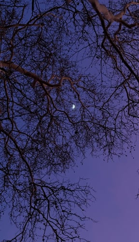 Bare tree branches silhouetted against a deep purple night sky with a crescent moon